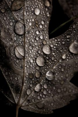 Rainy Fall