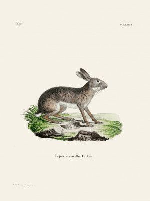 Indian Hare By Johann Christian Daniel Von Schreber.