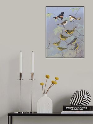 Warblers By Allan Brooks