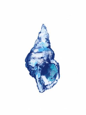Blue Seashell On White Background No 2