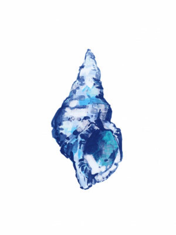 Blue Seashell On White Background No 2