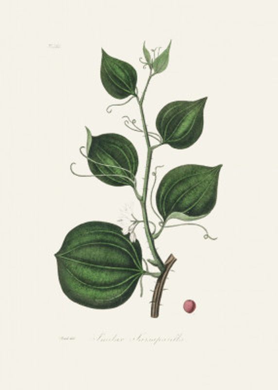 Lmilax Larsaparilla  Medical Botany