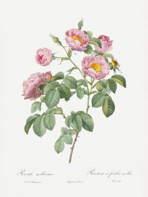 Semi Double Variety of Tomentose Rose, Les Roses (1817–1824)