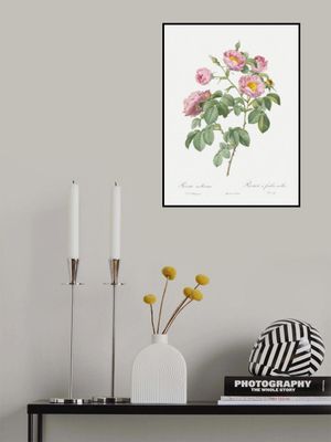 Semi Double Variety of Tomentose Rose, Les Roses (1817–1824)