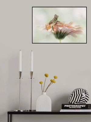 Lemur Frog on a Gerbera  Flower