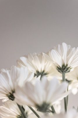 White Flowers 4