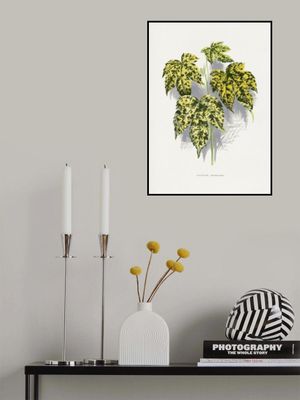 Abutilon Thompsoni Leaf Illustration