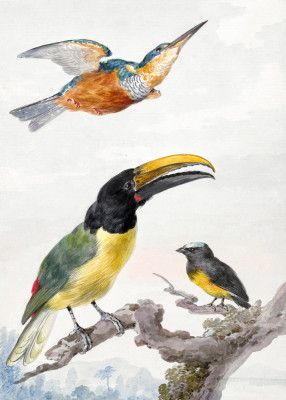 Three Birds  a Kingfisher, a Prince Von Wied's Toucan and an Sparrow