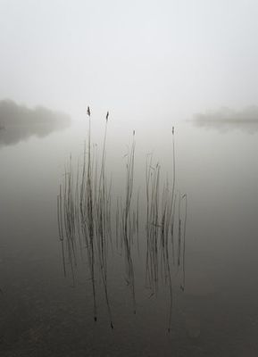 Reeds in the mist