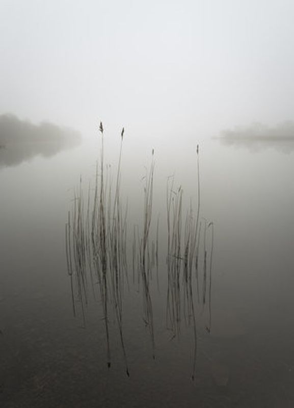 Reeds in the mist
