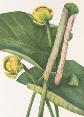 Spatterdock From North American Wildflowers (1925) By Mary Vaux Walcott.