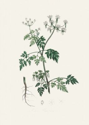 Poison Parsley (aethusa Cynapium) Medical Botany
