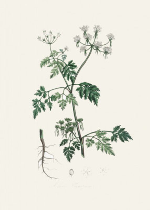 Poison Parsley (aethusa Cynapium) Medical Botany
