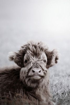 Fuzzy Highland Cattle