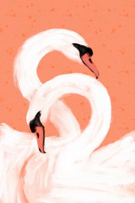 Graceful Swans