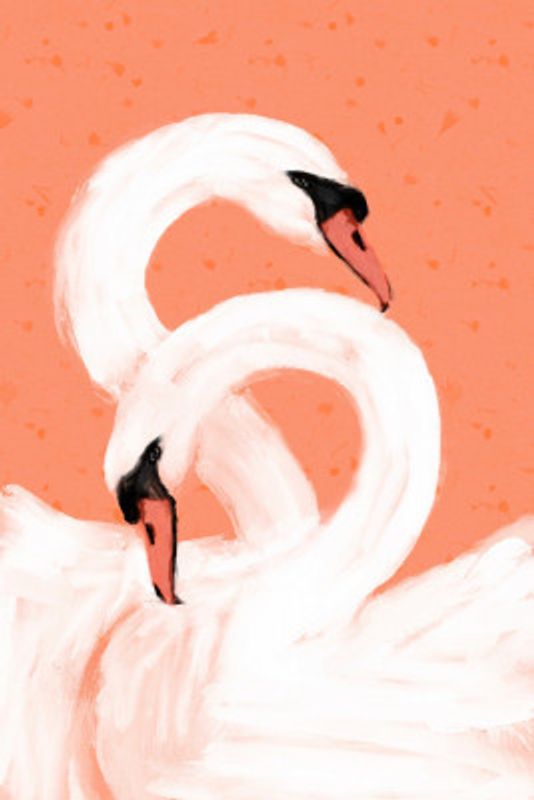 Graceful Swans
