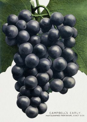 Campbell's Early Grape Lithograph