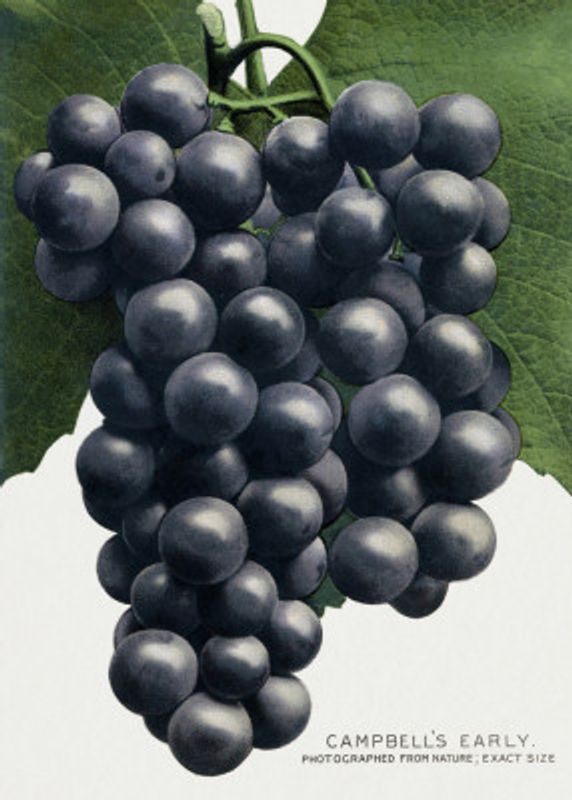 Campbell's Early Grape Lithograph