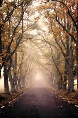 Autumn Avenue