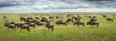 Great Migration in Serengeti Plains
