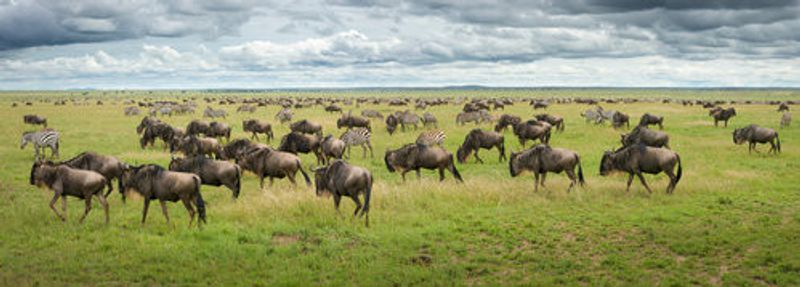 Great Migration in Serengeti Plains