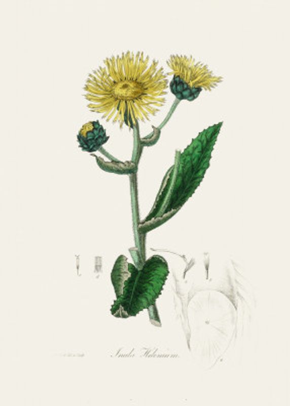 Elecampane (inula Helenium) Medical Botany