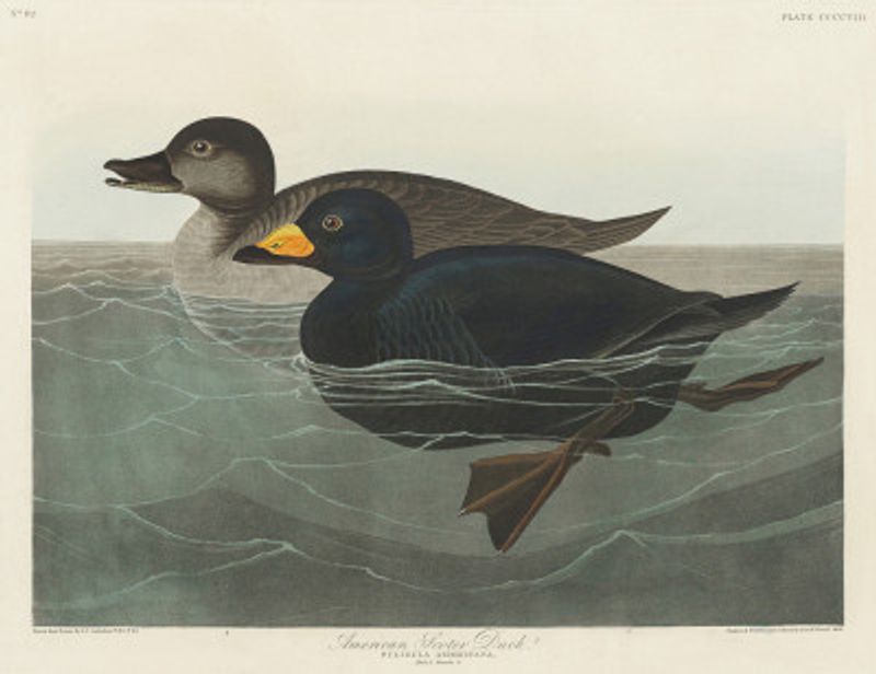 American Scoter Duck From Birds of America (1827)