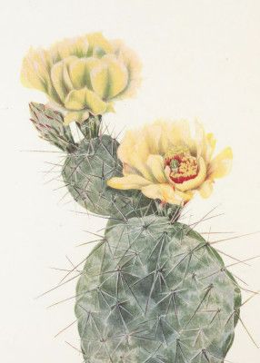 Missouri Prickly Pear From North American Wildflowers (1925) By Mary Vaux Walcott.