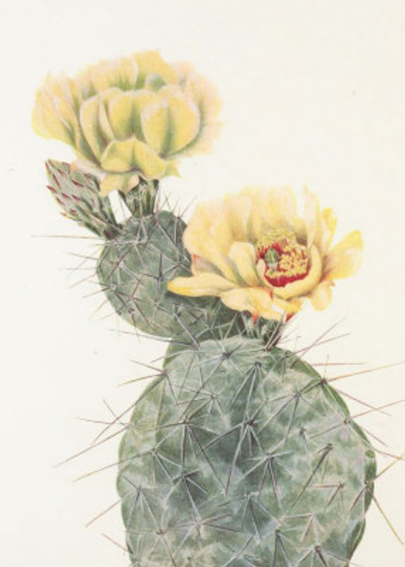 Missouri Prickly Pear From North American Wildflowers (1925) By Mary Vaux Walcott.