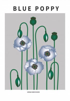 Blue Poppy - National flower of  Bhutan