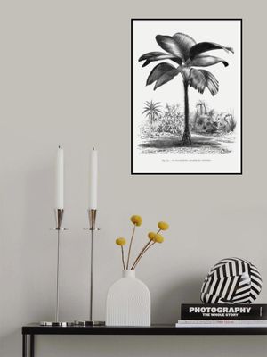 Vintage Palm Tree Drawing Iii