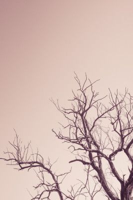 Winter Tree And A Pink Sky