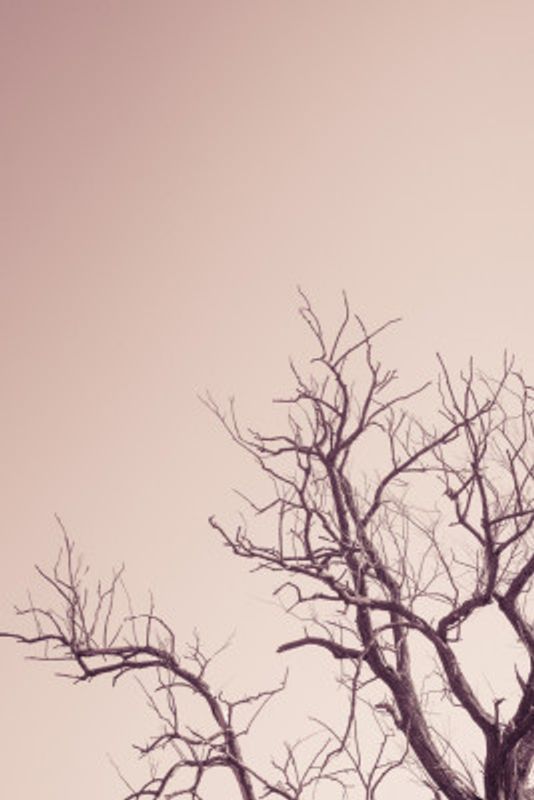 Winter Tree And A Pink Sky