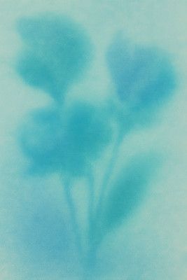 Aqua Bloom Silhouette