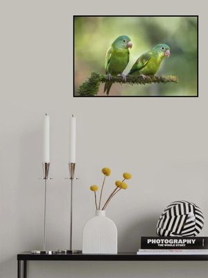 Pair o' Parakeets