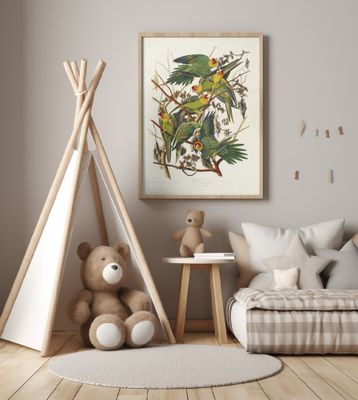 Carolina Parrot From Birds of America (1827)