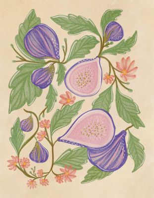 Botanical Illustration Of Figs And Flowers