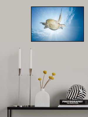 Sea Turtle - Green turtle