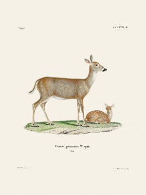 Virginian Deer (1778 1855) By Johann Andreas Wagener and Johann Christian Daniel Von Schreber.