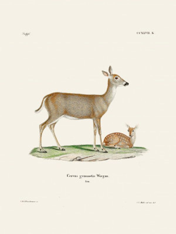 Virginian Deer (1778 1855) By Johann Andreas Wagener and Johann Christian Daniel Von Schreber.