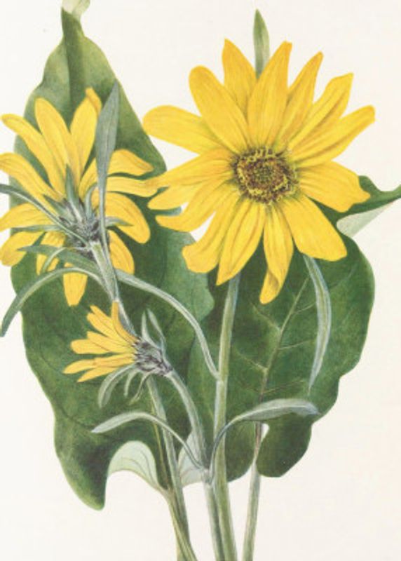 Balsamroot From North American Wildflowers (1925) By Mary Vaux Walcott