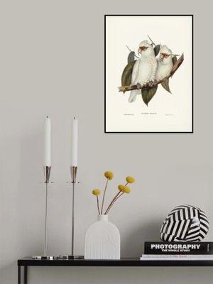 Long Billed Cockatoo