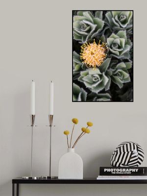 Striking Yellow Protea Flower