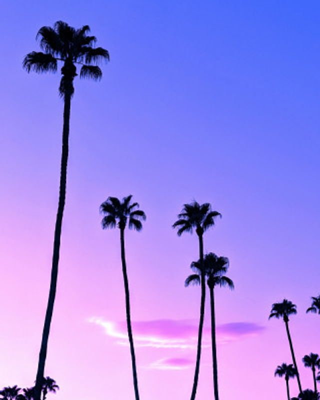 Palm Tree Sunset