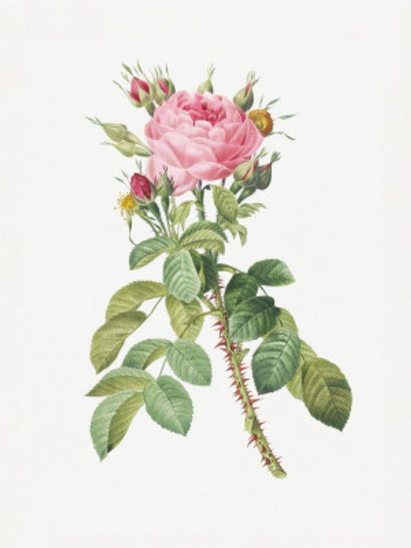 Rosa Bifera Macrocarpa, Les Roses (1817–1824)