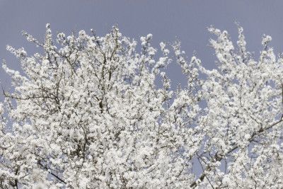 White Spring Blossoms