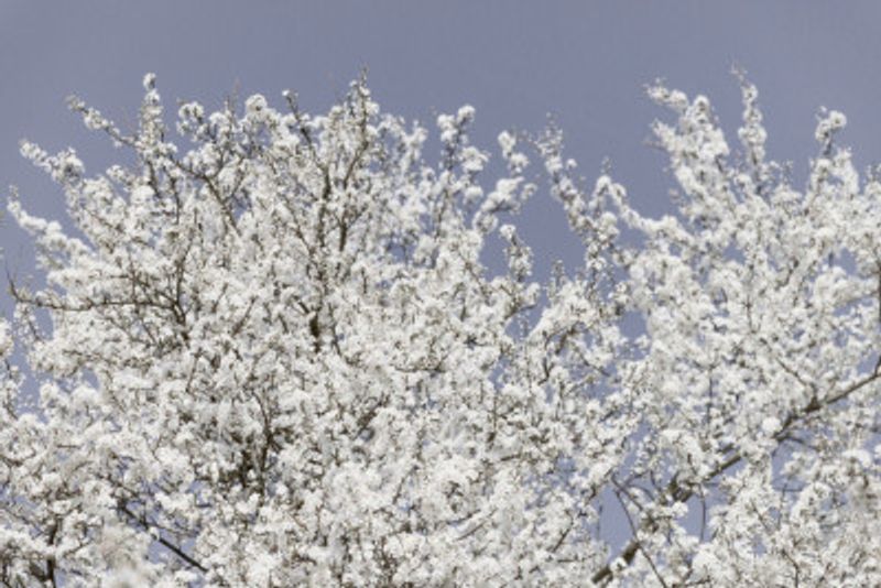 White Spring Blossoms