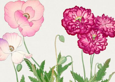 Vintage Poppy Flower No.2