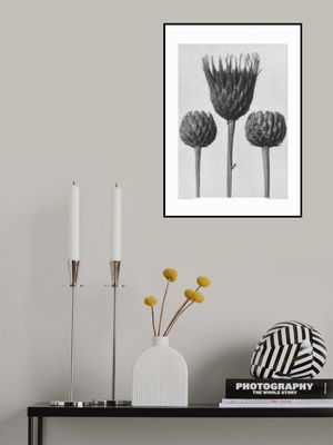 Serratula Nudicaulis