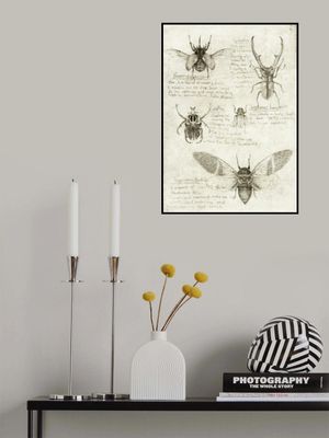 Sketches Of Beetles And Insects